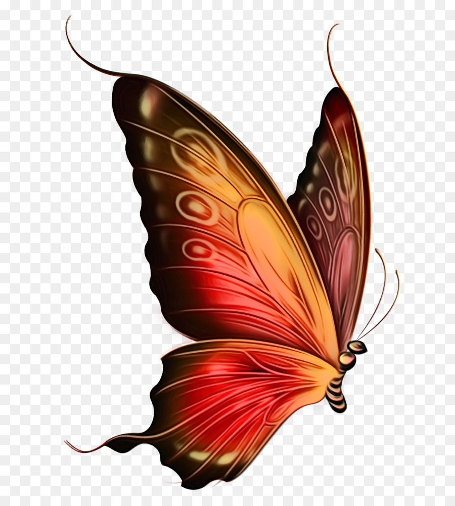 Mariposa，Pintura PNG