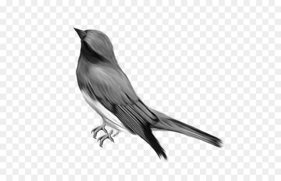 Pájaro Blanco Y Negro，Plumas PNG