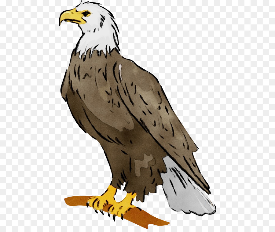 águila Calva，Halcón PNG