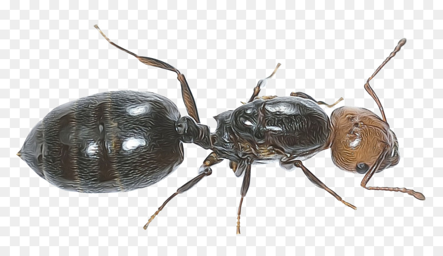 Hormiga，Insecto PNG