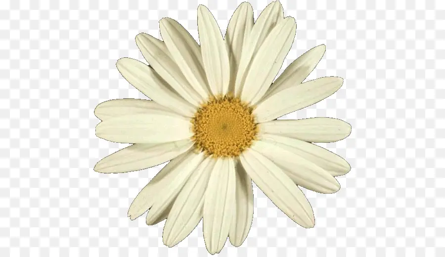 Proporción áurea，Común Daisy PNG