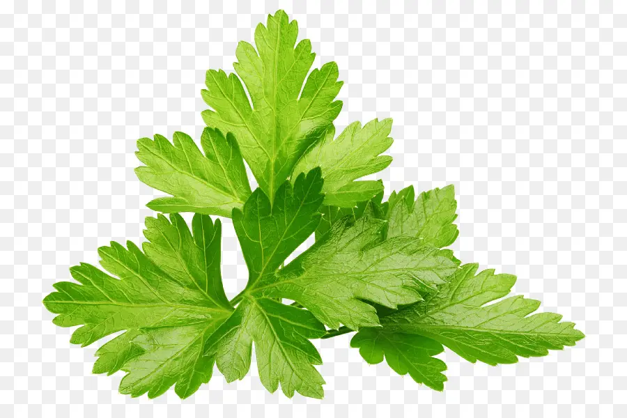 Cilantro，Perejil PNG