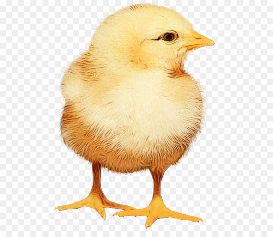 Pollo，Aves PNG