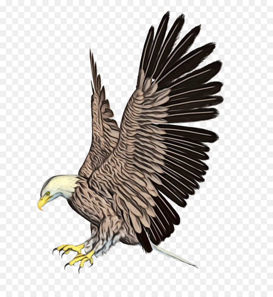 águila Calva，Aves PNG