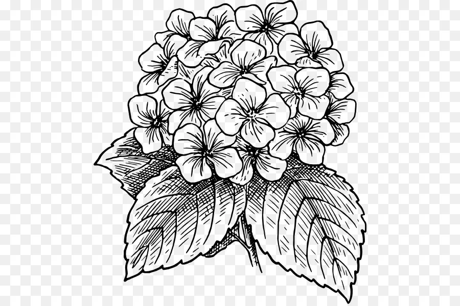 Hortensia，Planta PNG