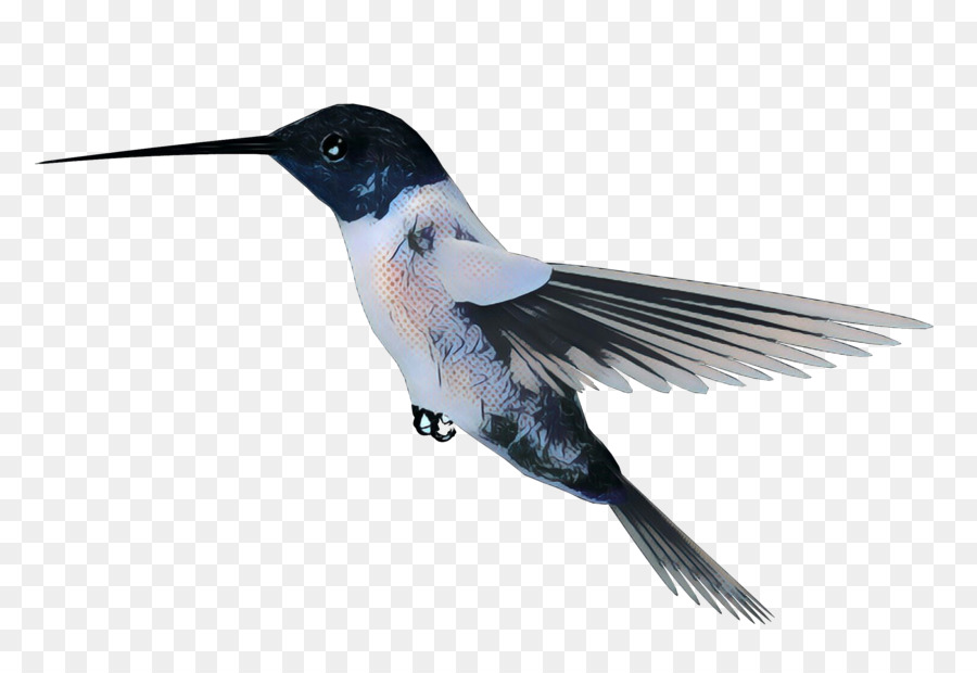 Colibrí，Pájaro PNG