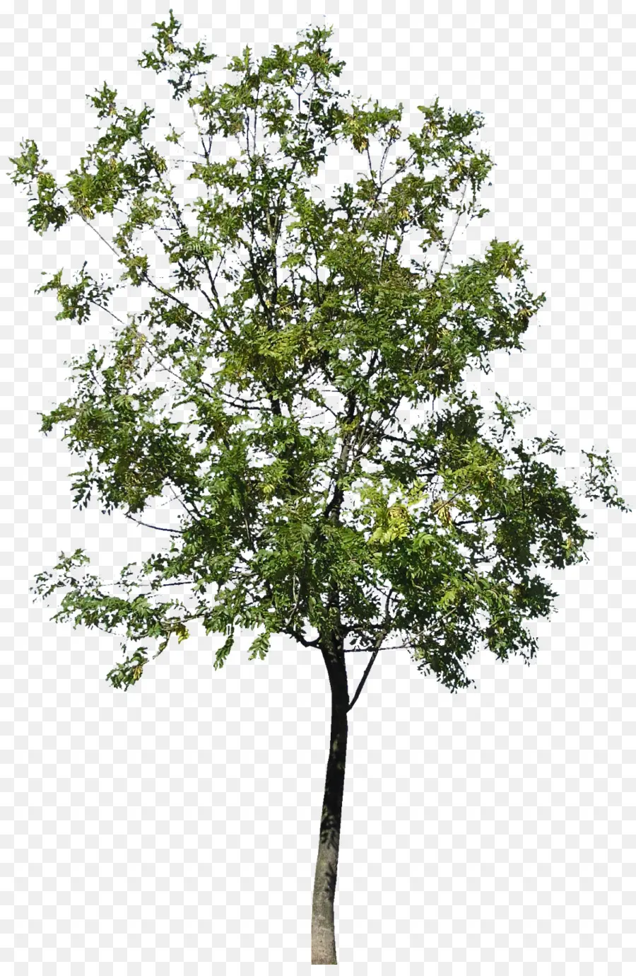 Árbol，Palmaers Vakhandel PNG