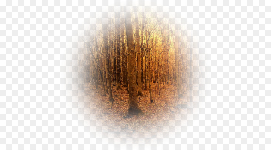 Fondo De Escritorio，Árbol PNG