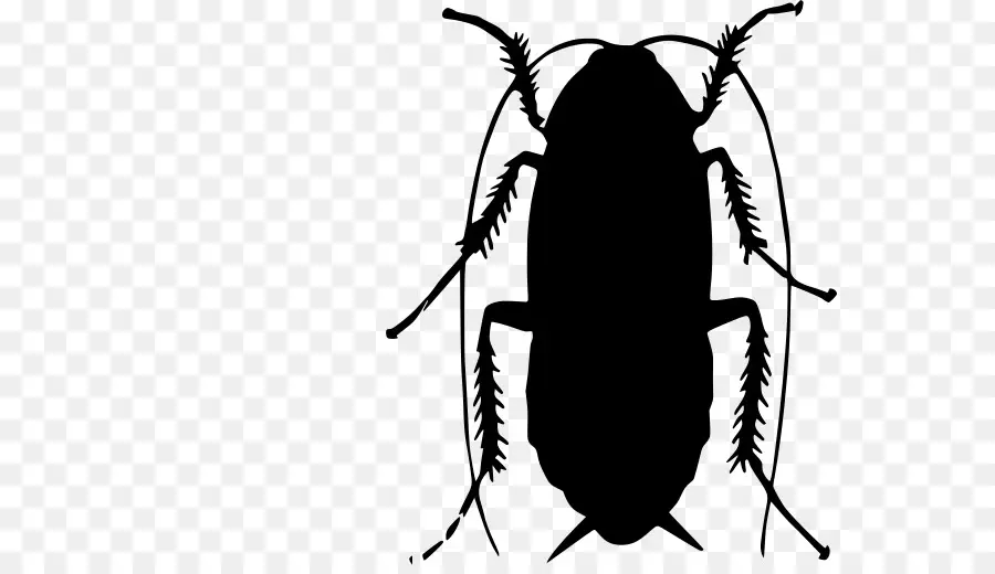 Cucaracha，Los Insectos PNG