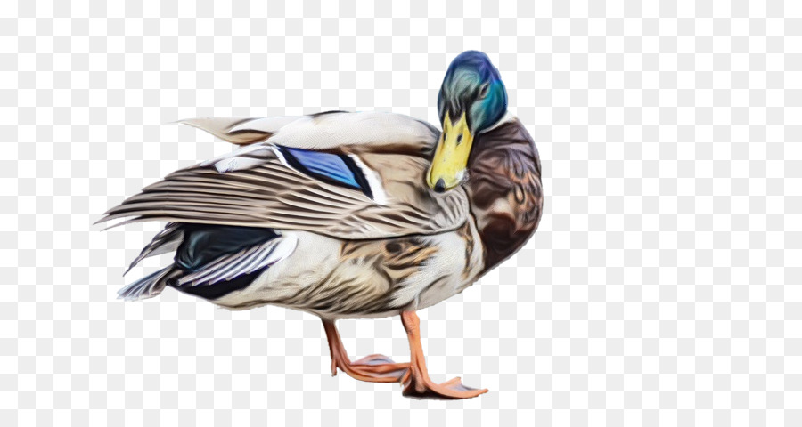 Pato，Agua PNG