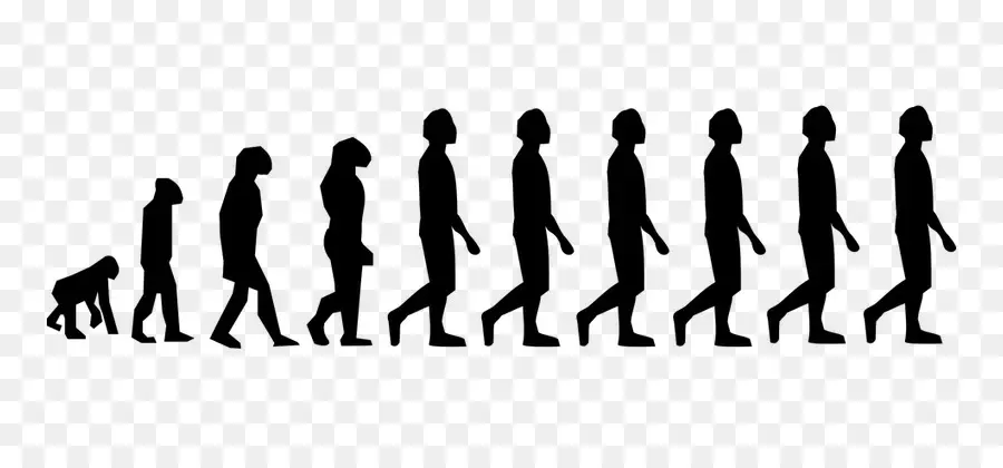 Silueta De Evolución，Humano PNG