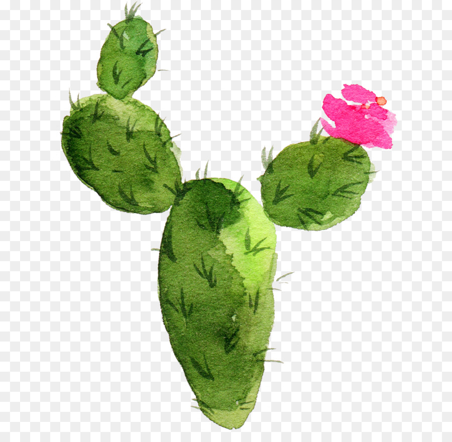 Cactus，Pintura A La Acuarela PNG