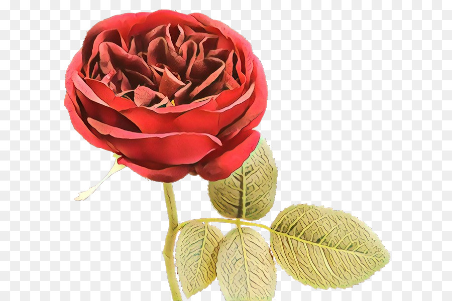 Rosa Roja，Floración PNG