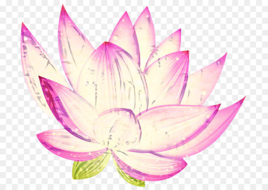 Loto Rosa，Florecer PNG