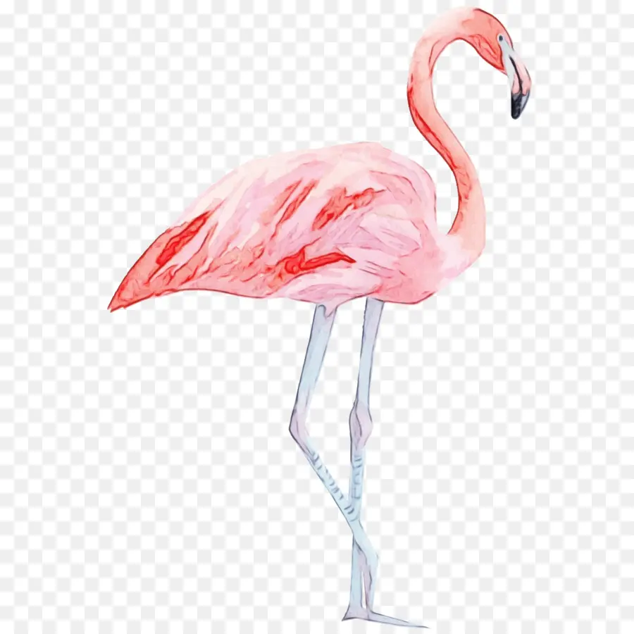 Flamingo，Flamenco PNG