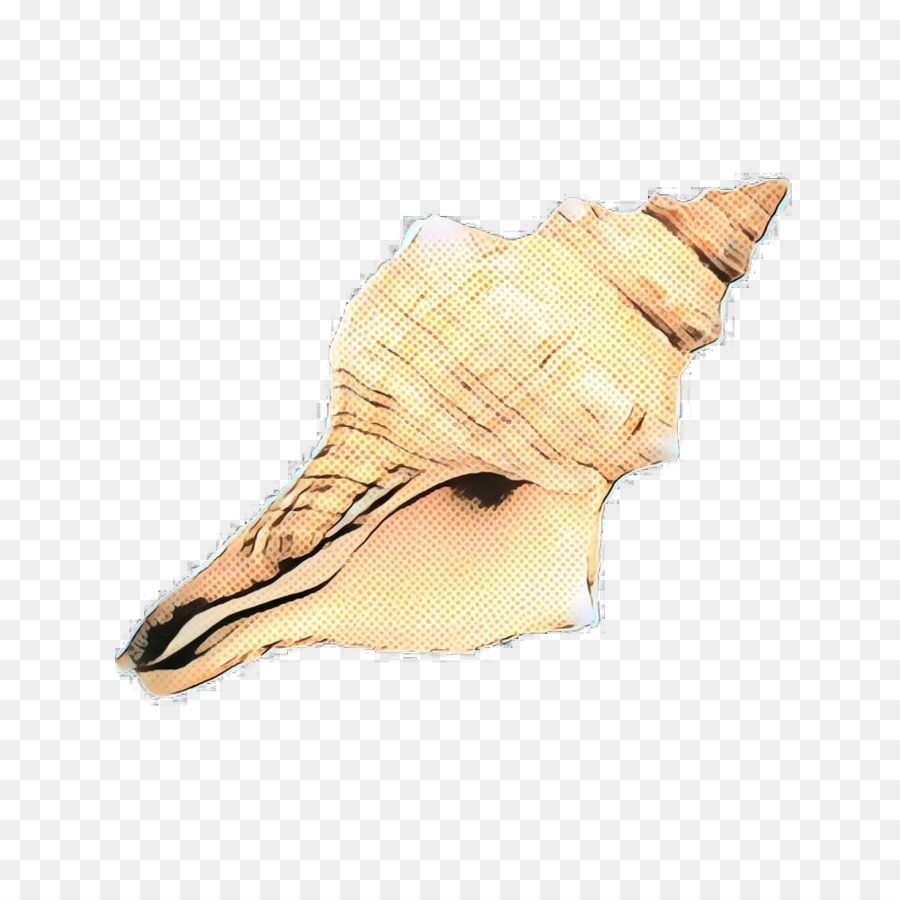 Trompeta，Conchology PNG