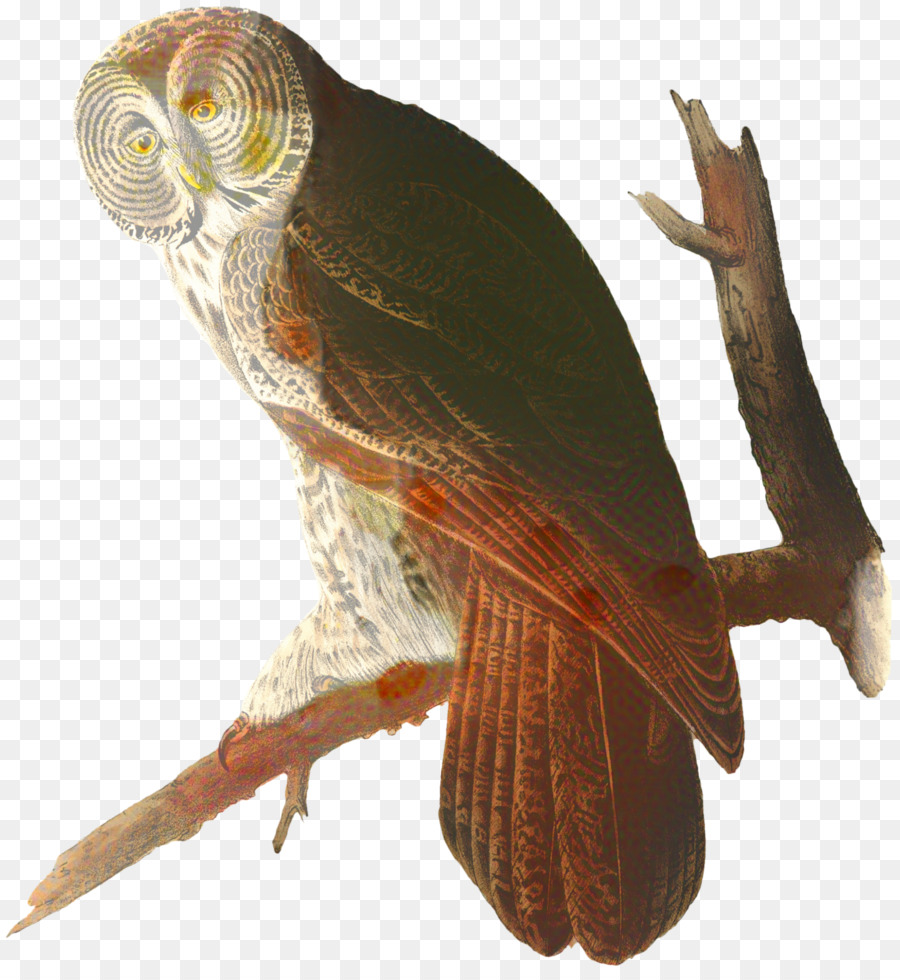 Lechuza，Las Aves De América PNG