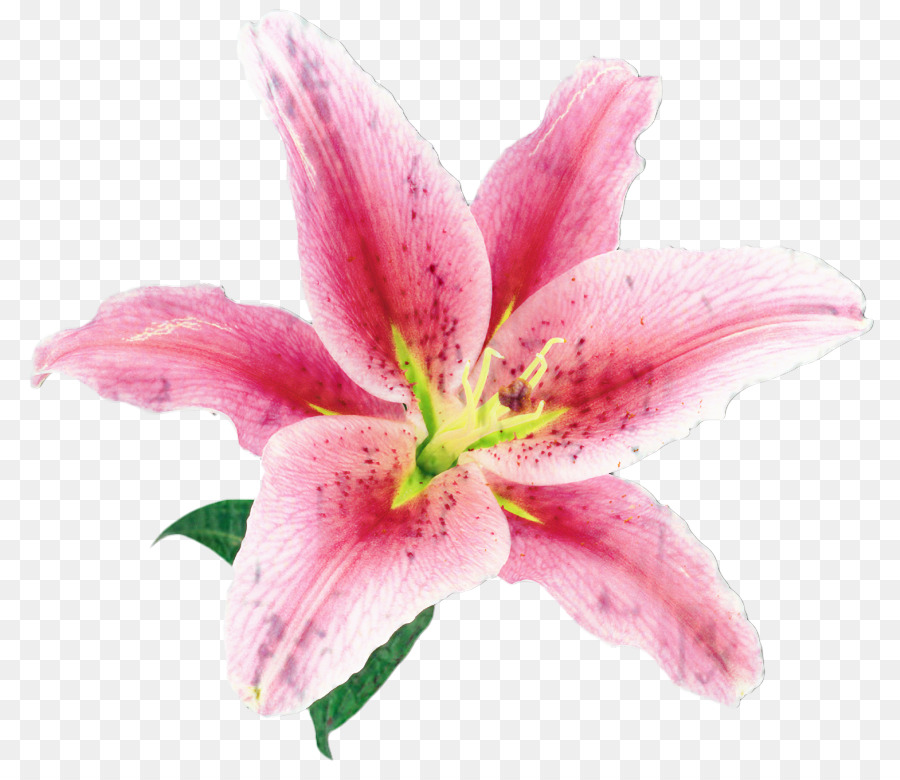 Lily，Una Fotografía De Stock PNG