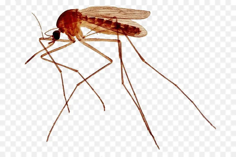 Mosquito，Alas PNG