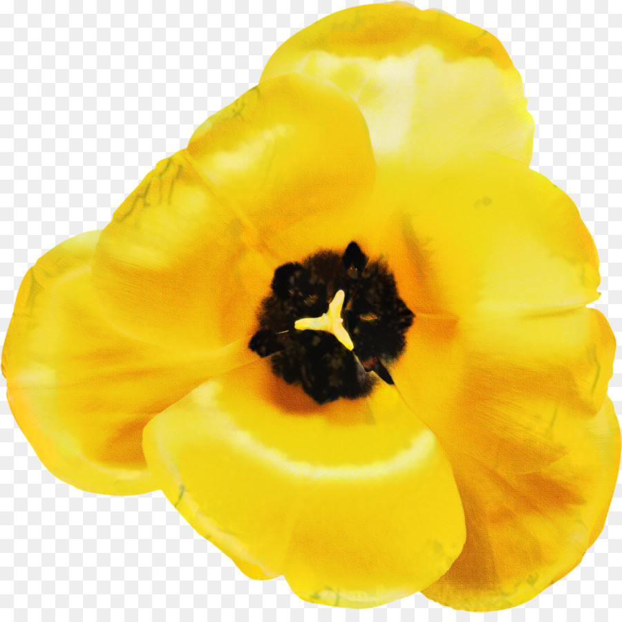 Tulip，Pétalo PNG