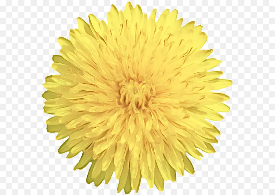 Transvaal Daisy，Una Fotografía De Stock PNG