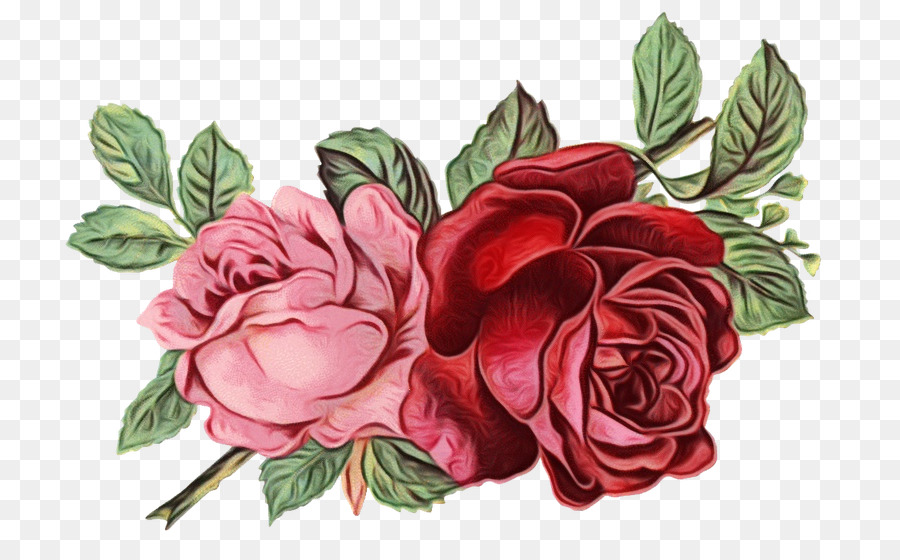 Rosa，Flor PNG