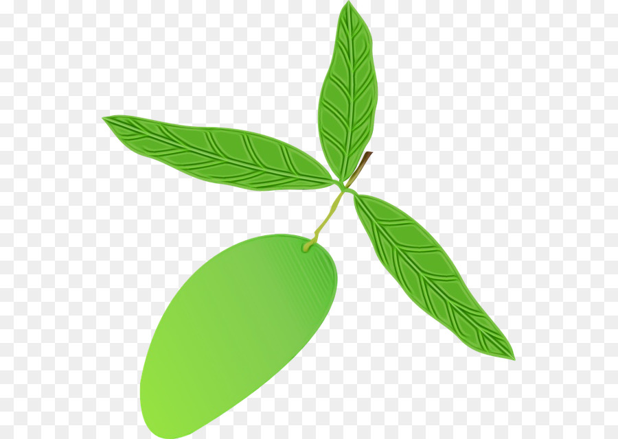 Hoja，Tallo De La Planta PNG