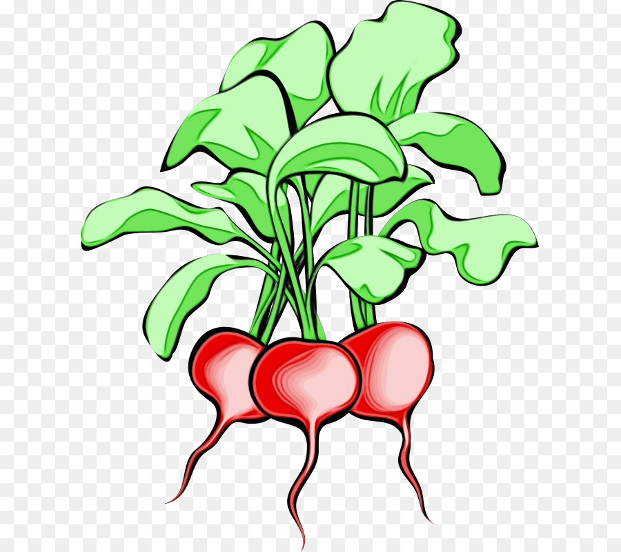 Daikon，Nabo PNG