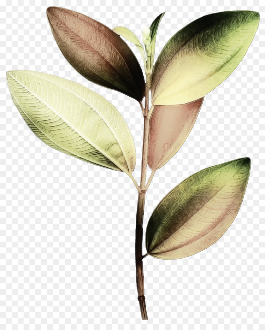 Hoja，Verde PNG