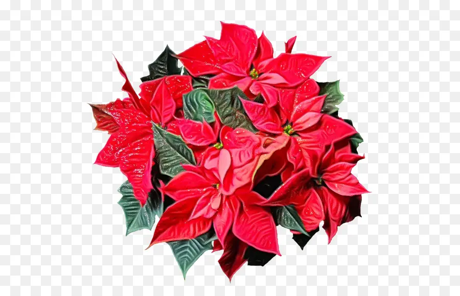 Flor De Pascua，Navidad PNG