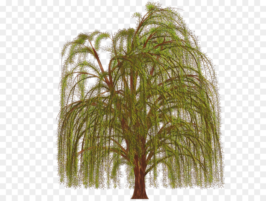 Los árboles De Palma，Árbol PNG