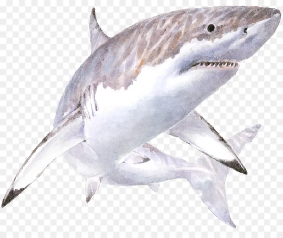 Requiem Tiburones，Gran Tiburón Blanco PNG