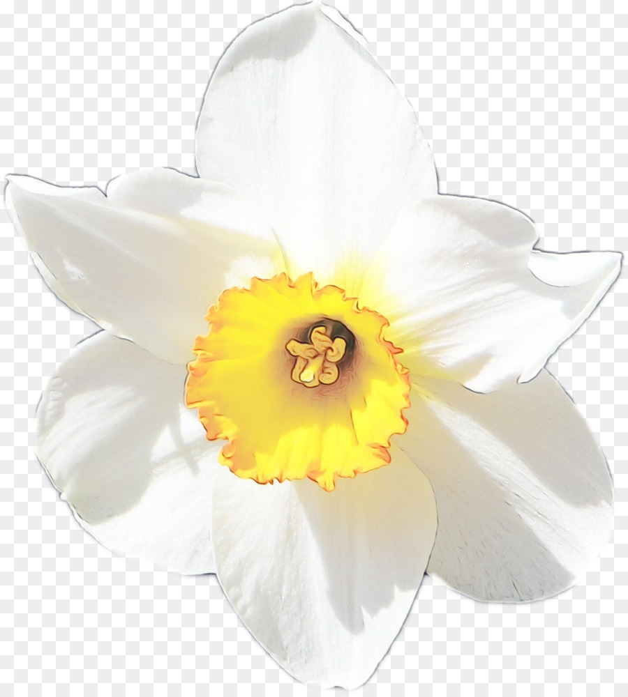 Flor Blanca，Florecer PNG