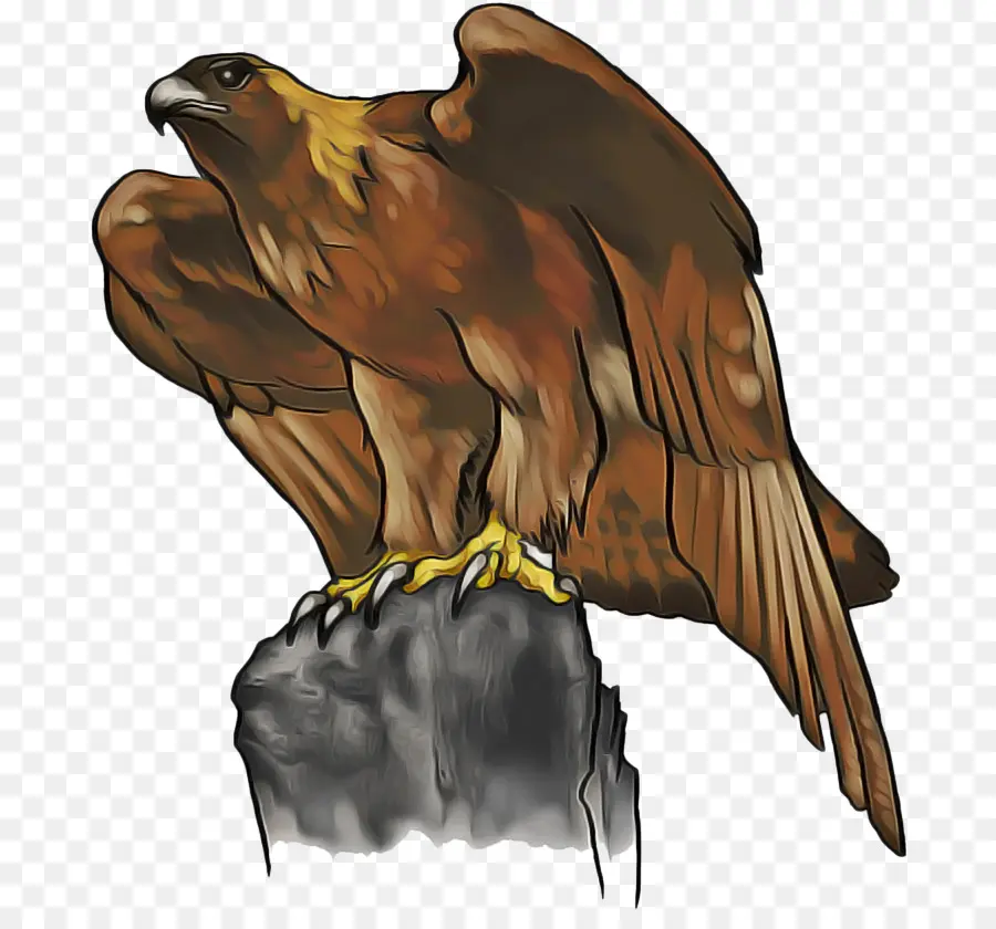 águila Calva，Golden Eagle PNG