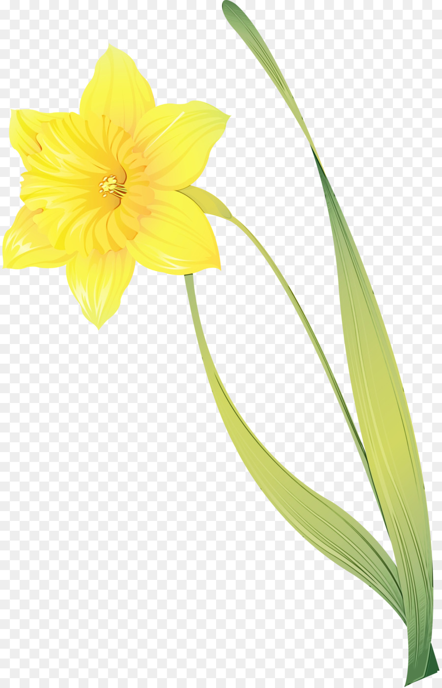 Narciso，Flor PNG