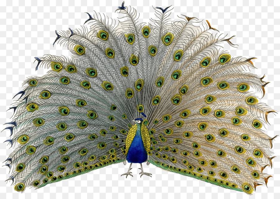 Pavo Real，Maestro PNG