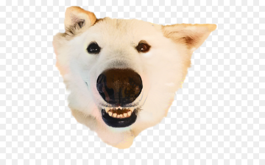 Husky Siberiano，Cachorro PNG