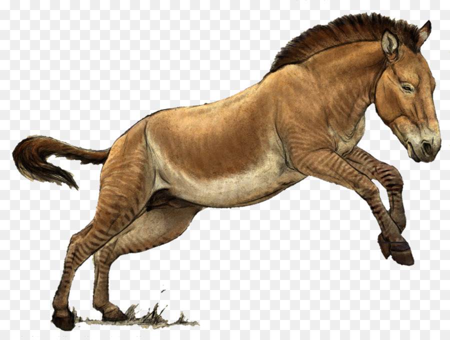 Caballo，Hagerman Caballo PNG