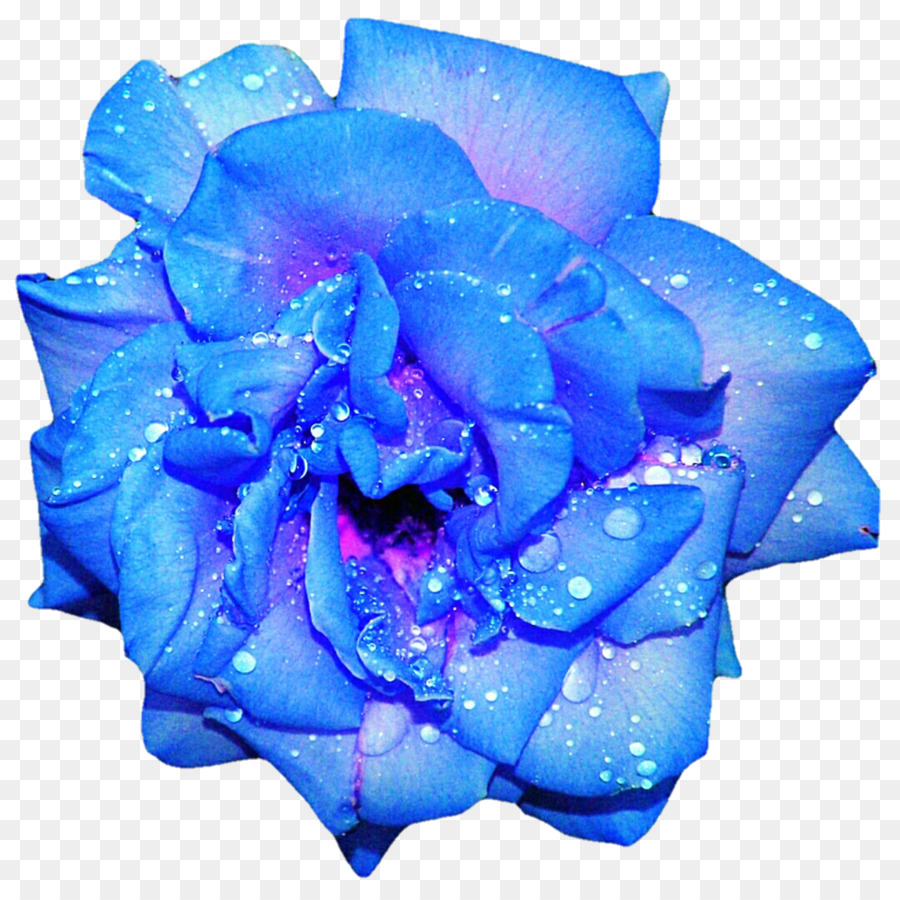 Rosa，Periwinkle PNG