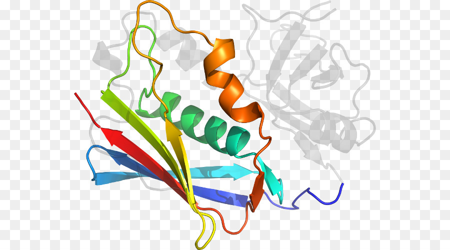 Estructura Proteica，Molécula PNG