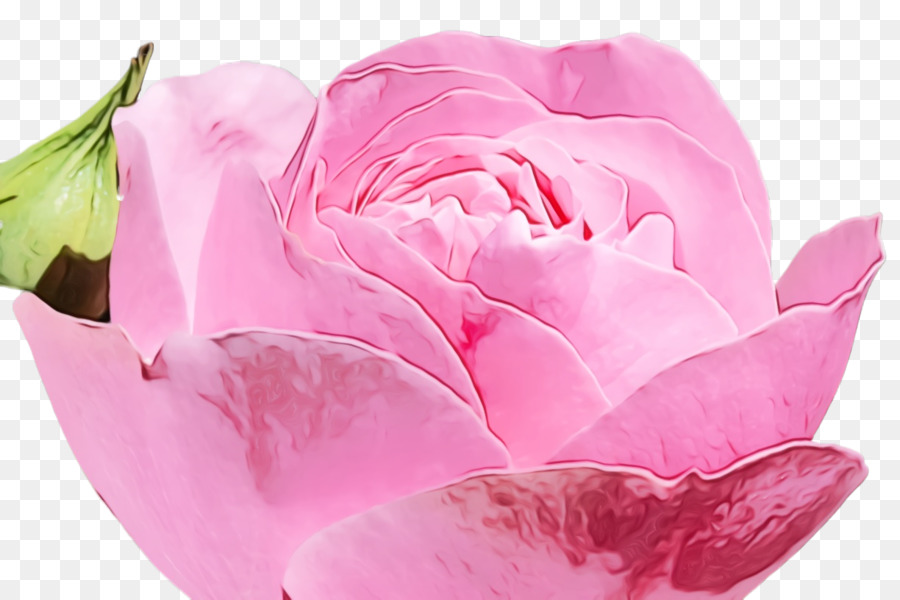 Rosa，Floración PNG