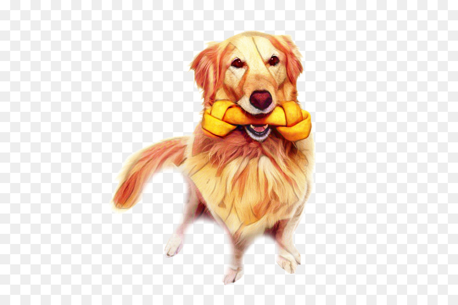 Golden Retriever，Nova Scotia Duck Peaje Retriever PNG