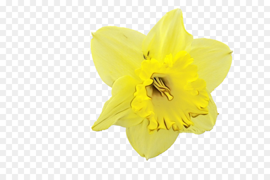 Narcissus，Amarillo PNG