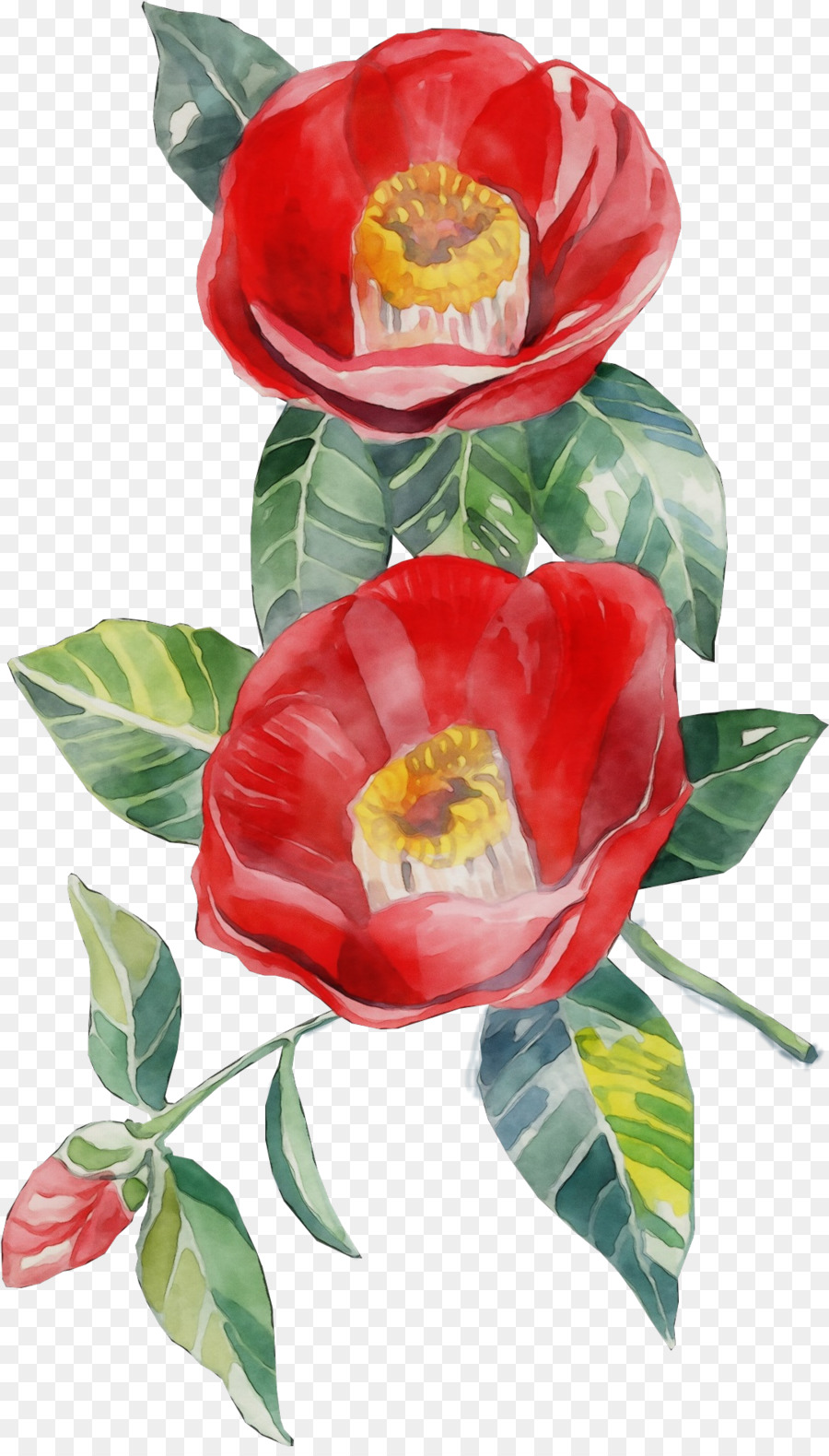 Flor Roja，Botánica PNG