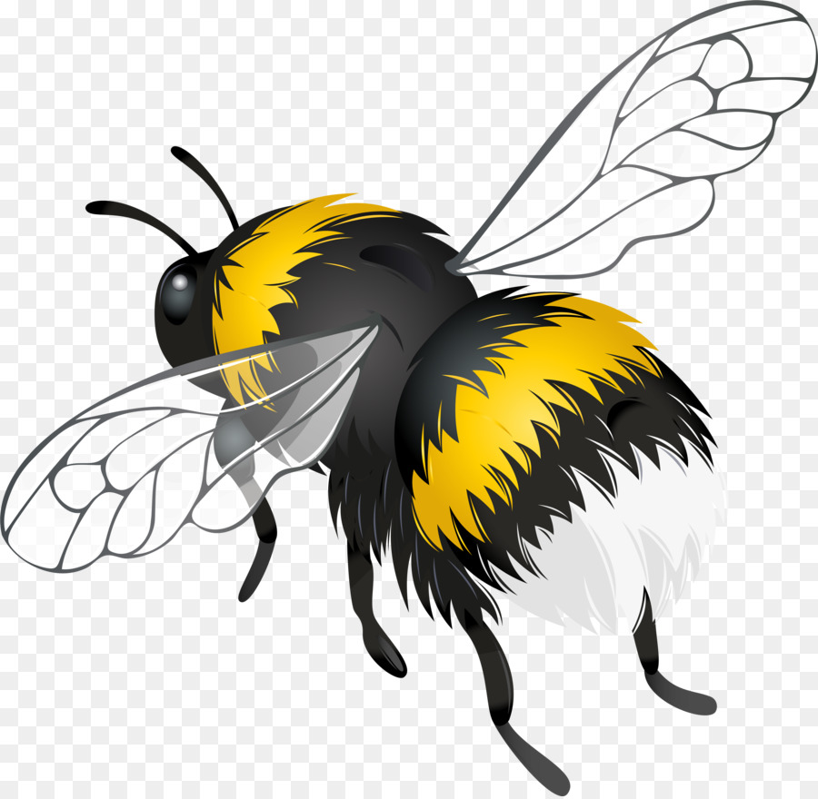 Abeja，Miel PNG