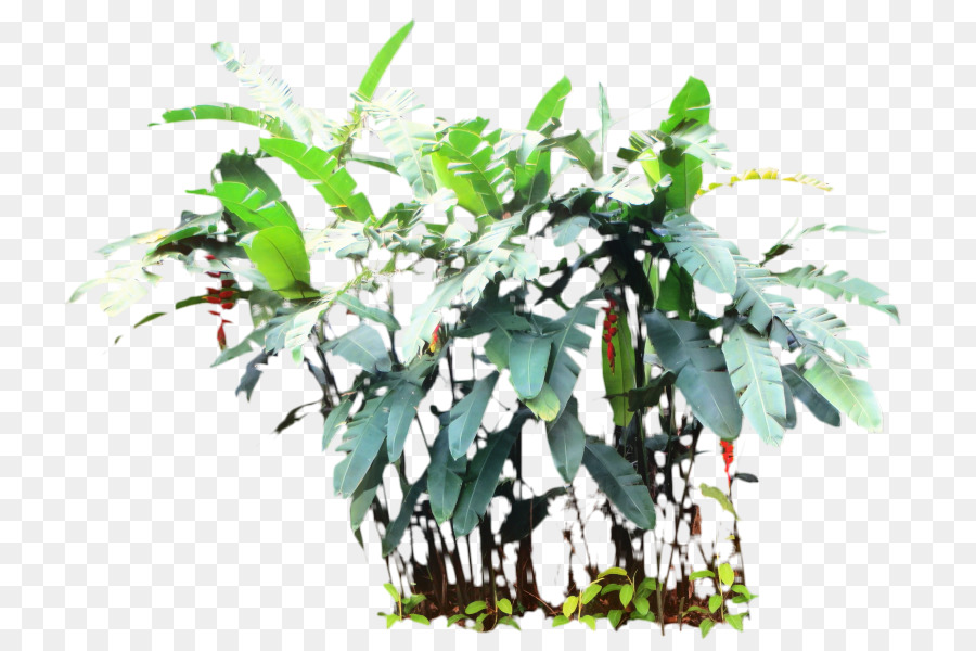 Maceta，Planta De Interior PNG