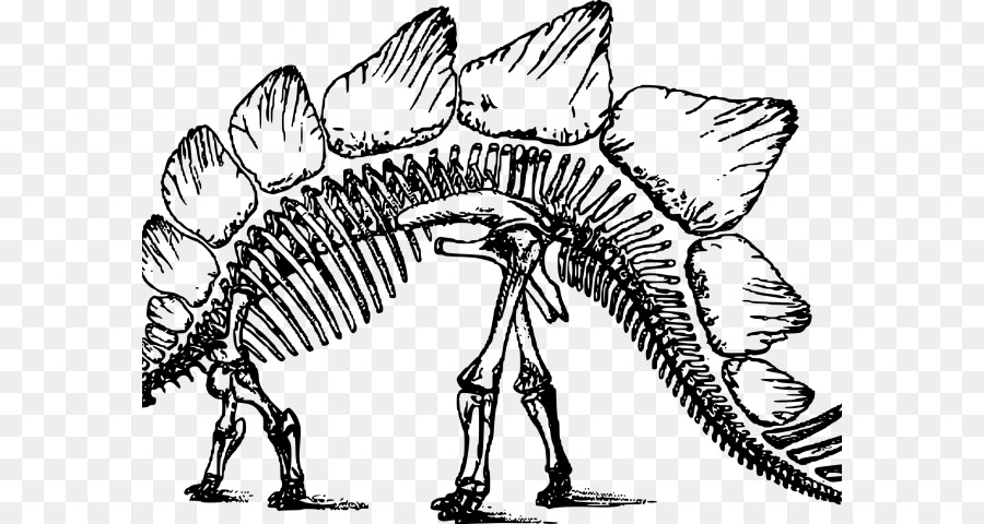 Stegosaurus，Triceratops PNG
