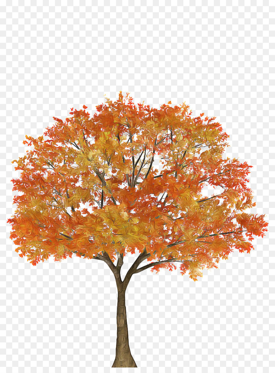 árbol De Otoño，Hojas PNG