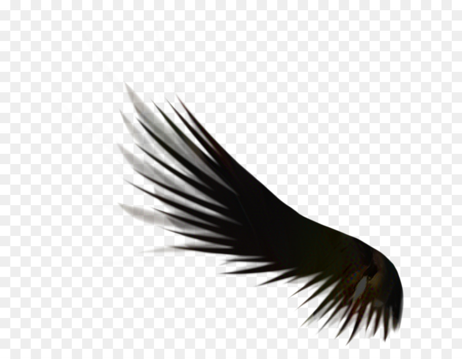 Las Pestañas，Pluma PNG