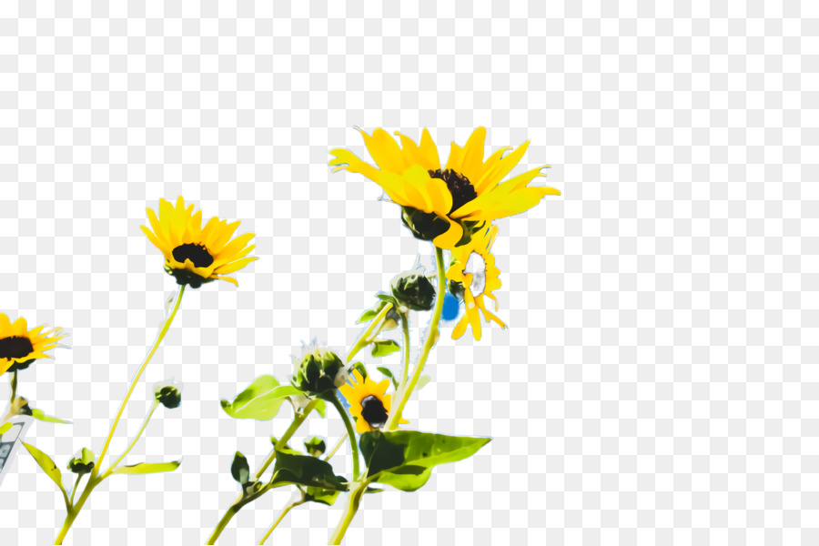 Común De Girasol，Manzanilla Romana PNG